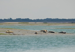 seals0116