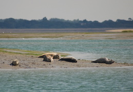seals0117