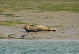 Harbour Seals