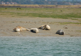 seals0123