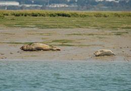 seals0125