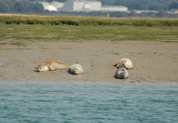 seals0126